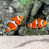 Ocellaris Clownfish